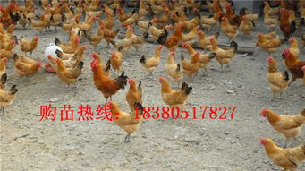 三黃雞苗市場分析 價格、廠家與養殖要點