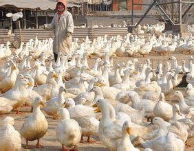 家禽的光禽屠宰與生產流程