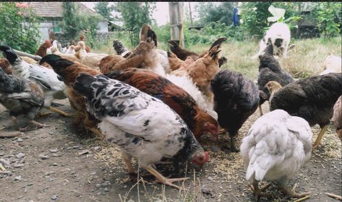 雞舍為何不見(jiàn)蟑螂 探秘家禽的天然清道夫