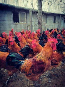 農(nóng)村家禽養(yǎng)殖前景分析 選擇最適合的養(yǎng)殖品種