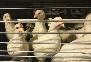 蛋黃顏色越深蛋品質(zhì)越好？家禽業(yè)九大謠言揭秘，別再讓錯(cuò)誤觀念害了養(yǎng)雞人