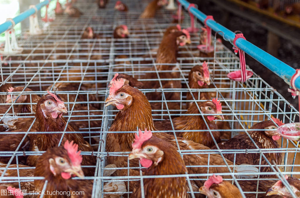 家禽農場與家禽養殖 現代養殖業的實踐與挑戰