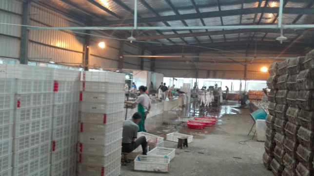 返鄉創業新篇章 和縣烏江鎮周集村村民的光禽屠宰與生產之路